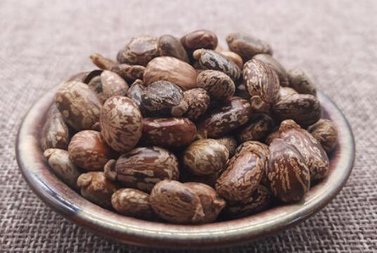 蓖麻子的功效与作用及药用价值