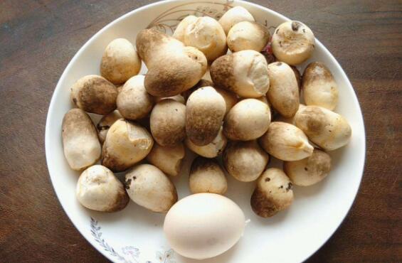 草菇的营养价值 草菇的禁忌