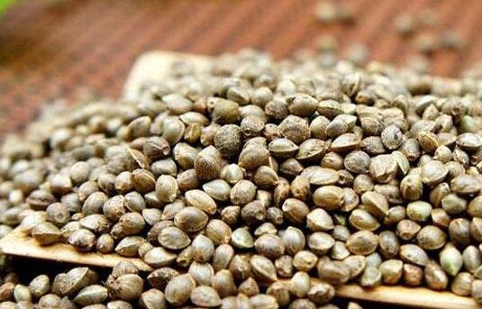 吃火麻仁的好处 火麻仁的营养价值 常见食用方法