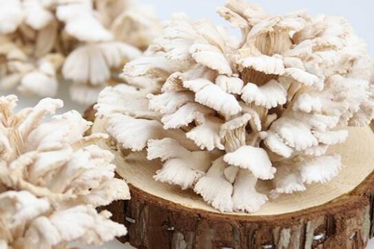 白参菌的功效与作用及禁忌