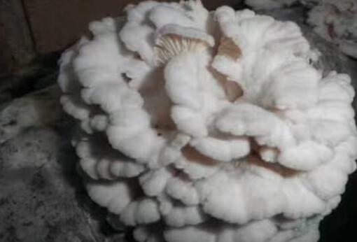 白参菌的功效与作用及禁忌