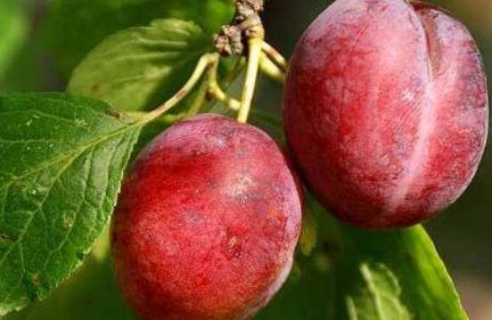 柰子和李子的区别 吃柰子的好处