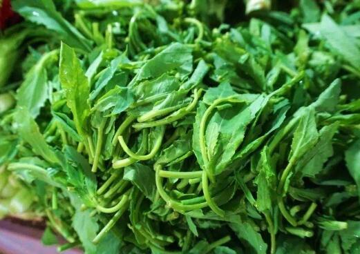 油菜尖的禁忌和功效