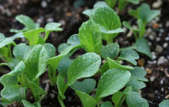 油菜苗的功效与作用