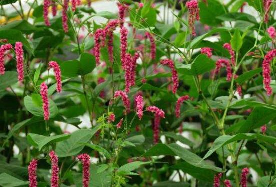 红辣蓼和白辣蓼的区别