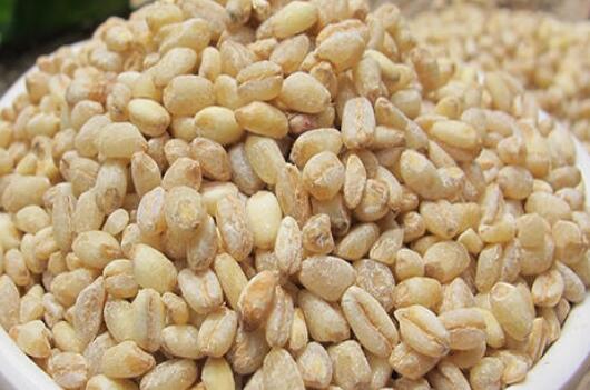 大麦米的功效与作用