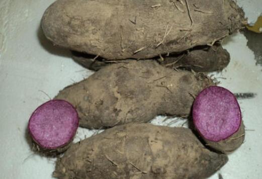 大薯与毛薯的区别 大薯的食用方法