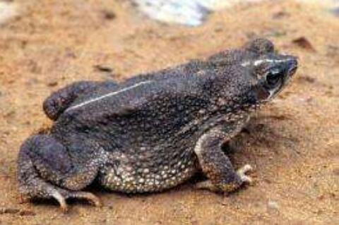 干蟾皮的功效与作用