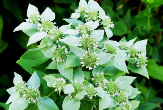 野薄荷与臭薄荷的区别