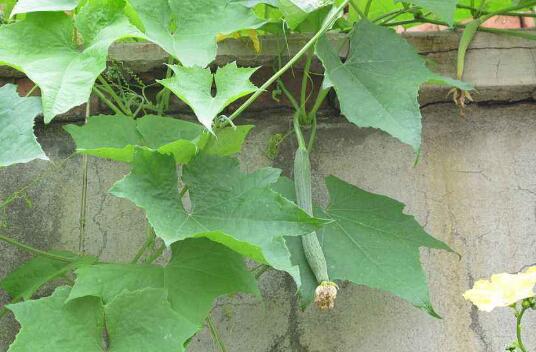 丝瓜叶煮水的功效与作用