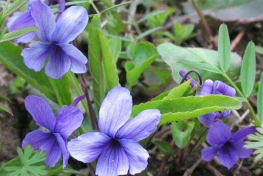 紫花地丁的功效与作用 紫花地丁怎么吃