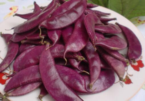 紫扁豆与白扁豆的区别