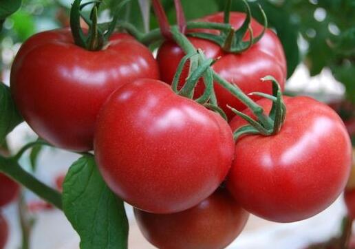 西红柿和番茄的区别