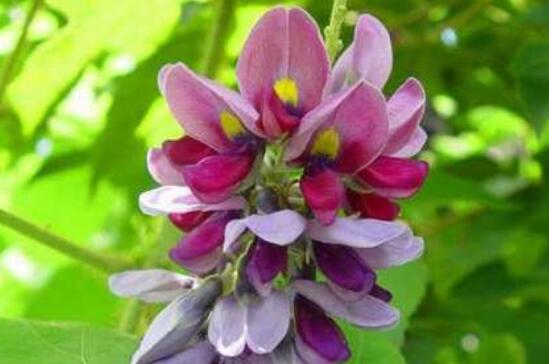 葛根花的功效与作用及禁忌