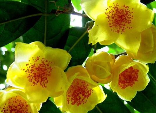 金花茶的功效</div>
  </mip-showmore>
<div on=