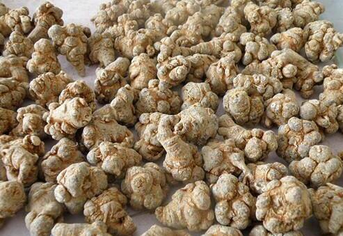 服用土三七的注意事项和禁忌