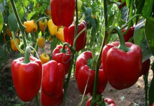 灯笼辣椒怎么做好吃 灯笼辣椒如何腌制